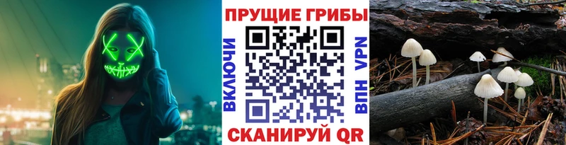 Псилоцибиновые грибы MAGIC MUSHROOMS  Купить закладки  Бологое 